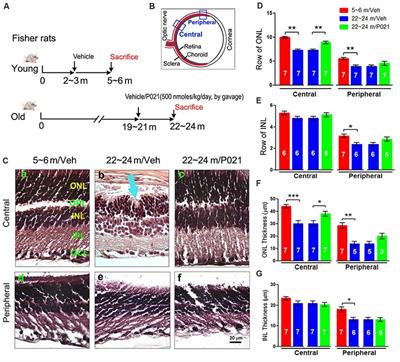 Inhibition of AMD-Like Pathology With a Neurotrophic Compound in Aged Rats and 3xTg-AD Mice